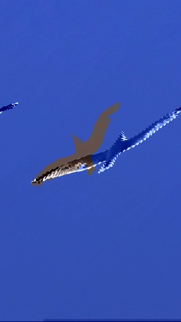 itsilanosh itsilanosh archive image