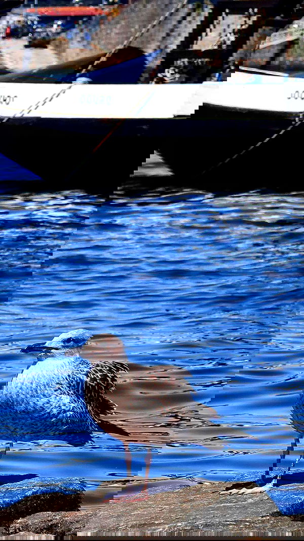 itsilanosh itsilanosh archive image