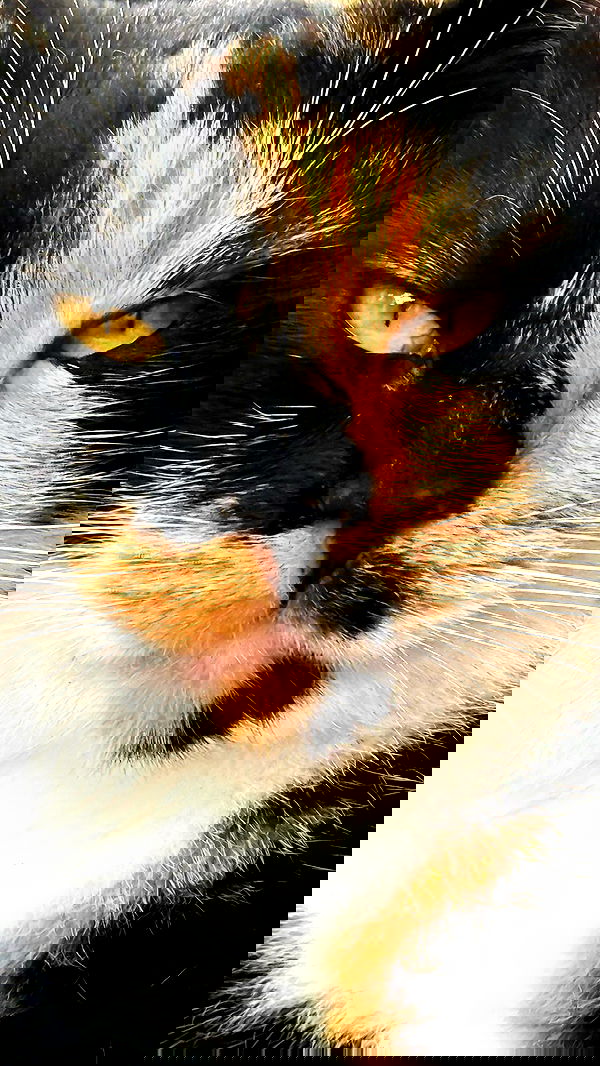 itsilanosh itsilanosh archive image