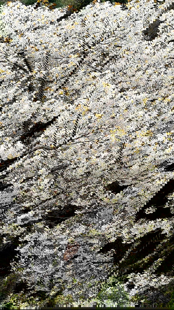 itsilanosh itsilanosh archive image