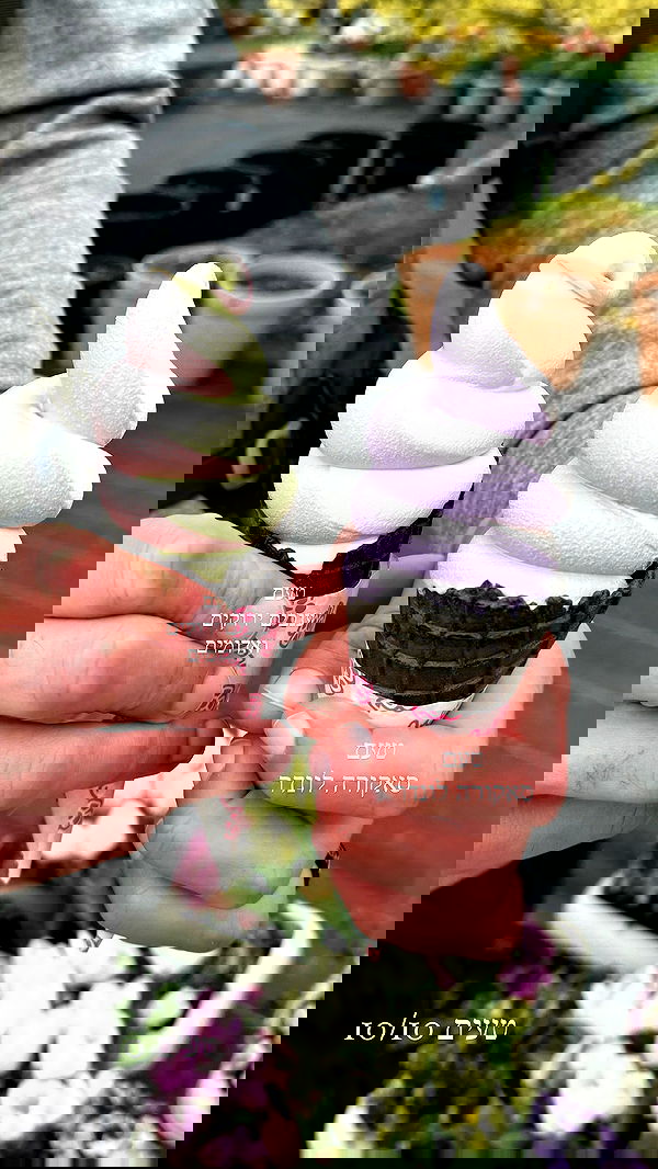 itsilanosh itsilanosh archive image