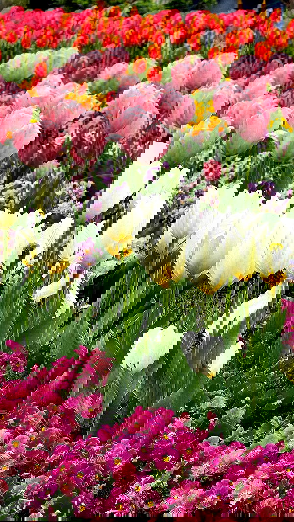 itsilanosh itsilanosh archive image