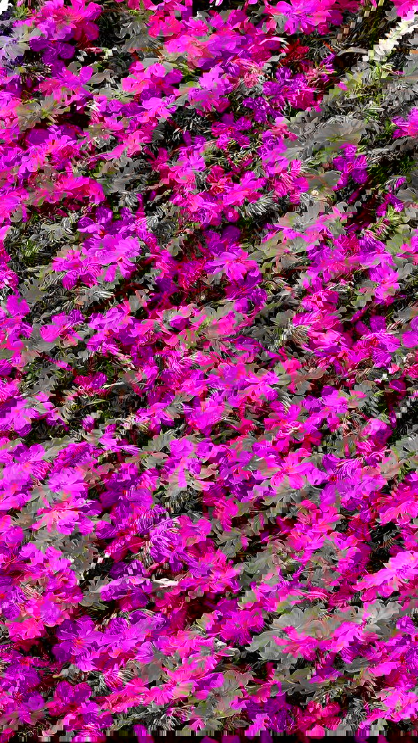 itsilanosh itsilanosh archive image