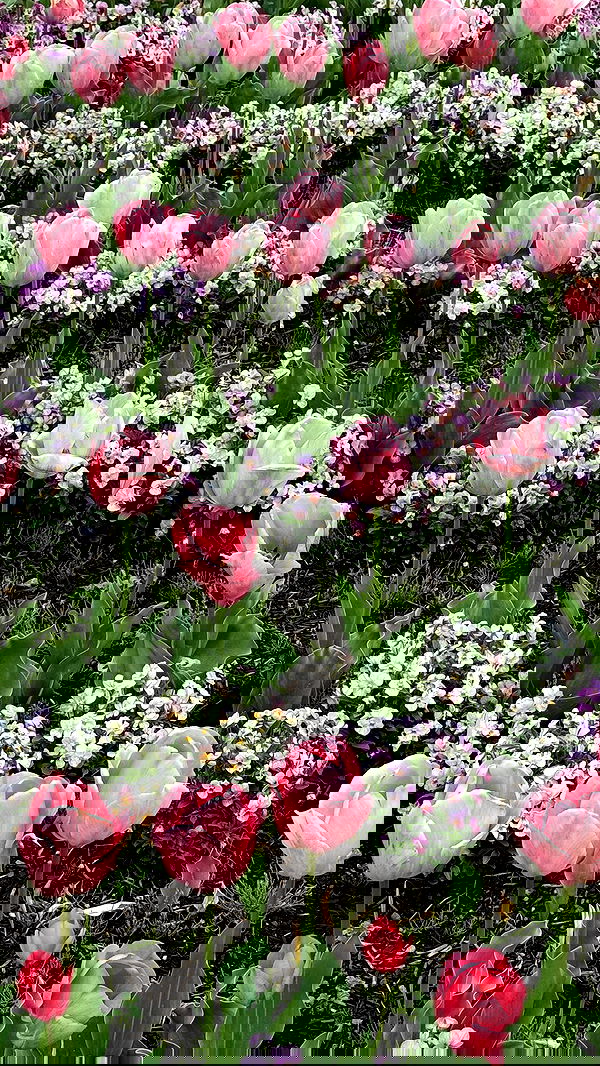 itsilanosh itsilanosh archive image