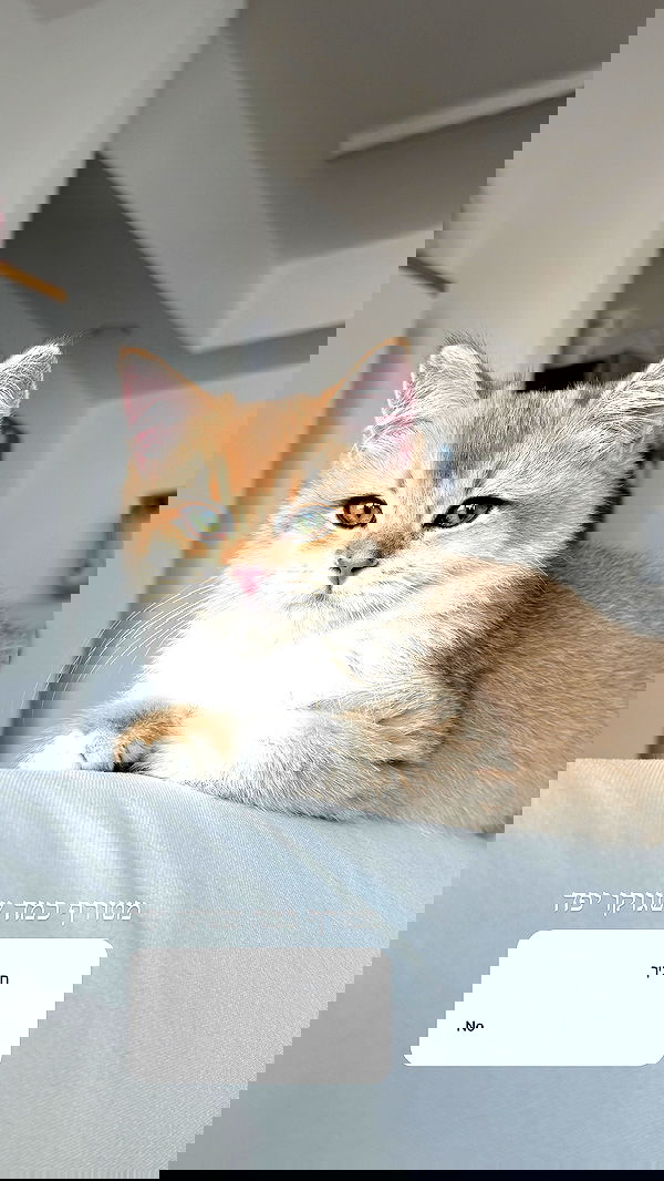 itsilanosh itsilanosh archive image