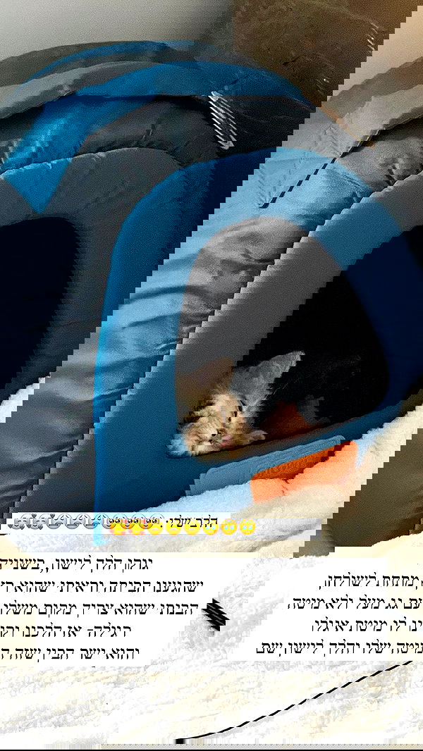 itsilanosh itsilanosh archive image