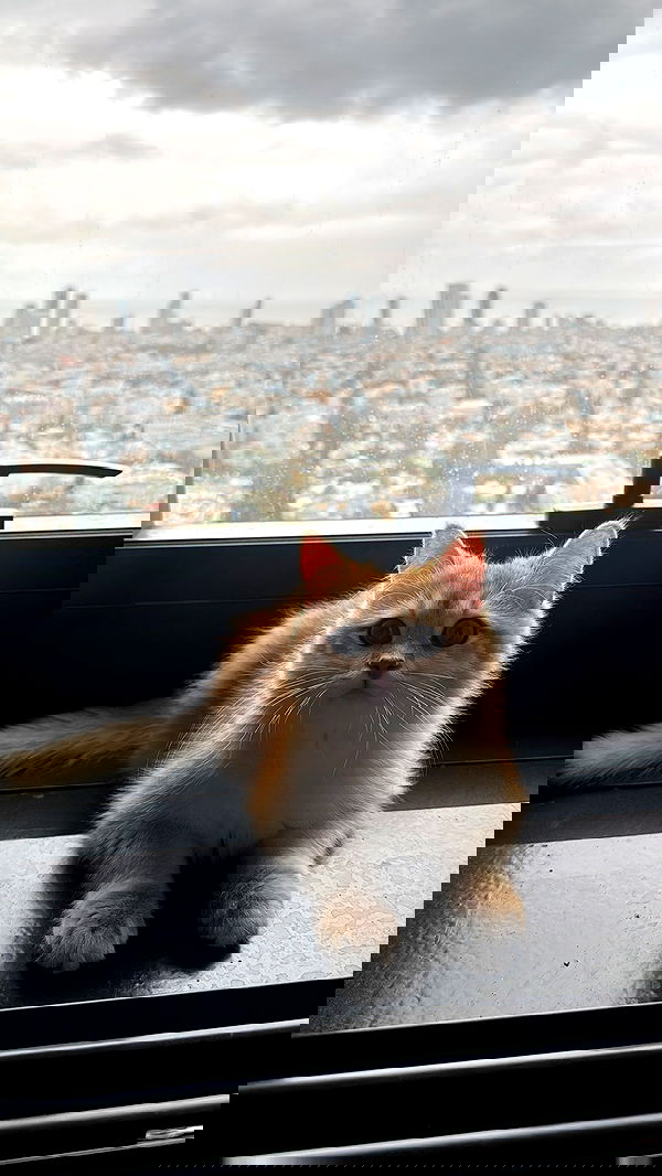 itsilanosh itsilanosh archive image