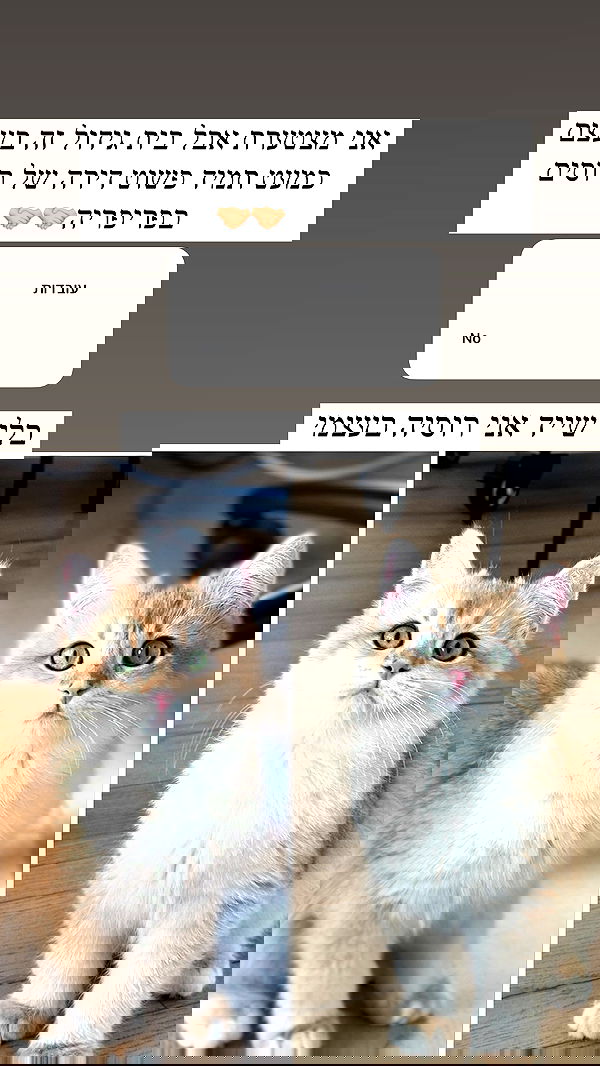 itsilanosh itsilanosh archive image