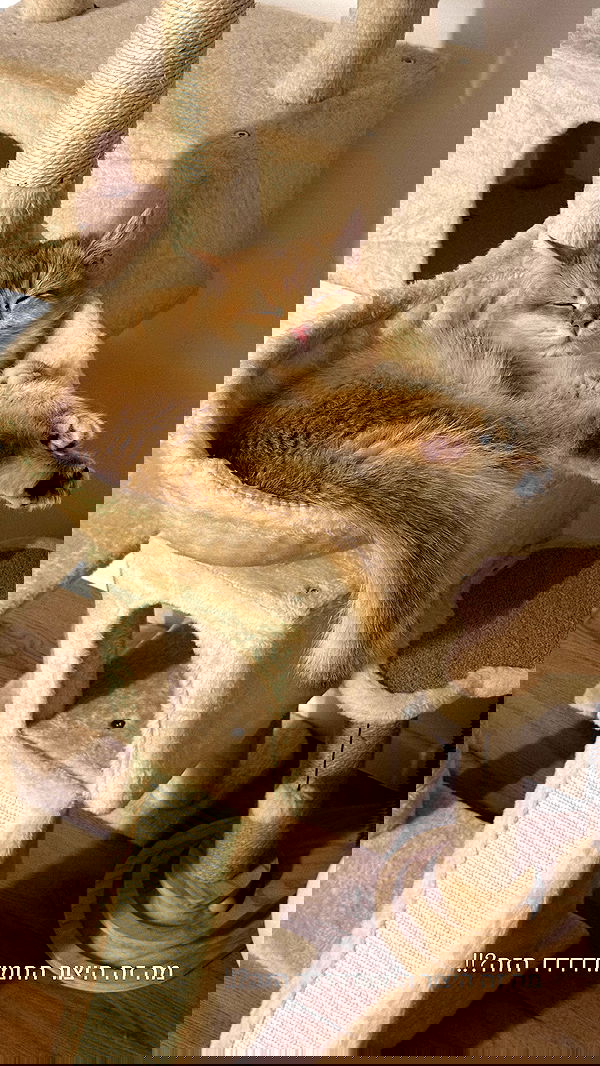 itsilanosh itsilanosh archive image