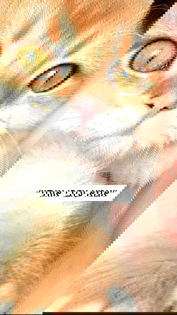 itsilanosh itsilanosh archive image