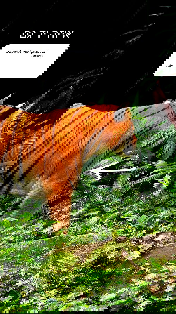 itsilanosh itsilanosh archive image