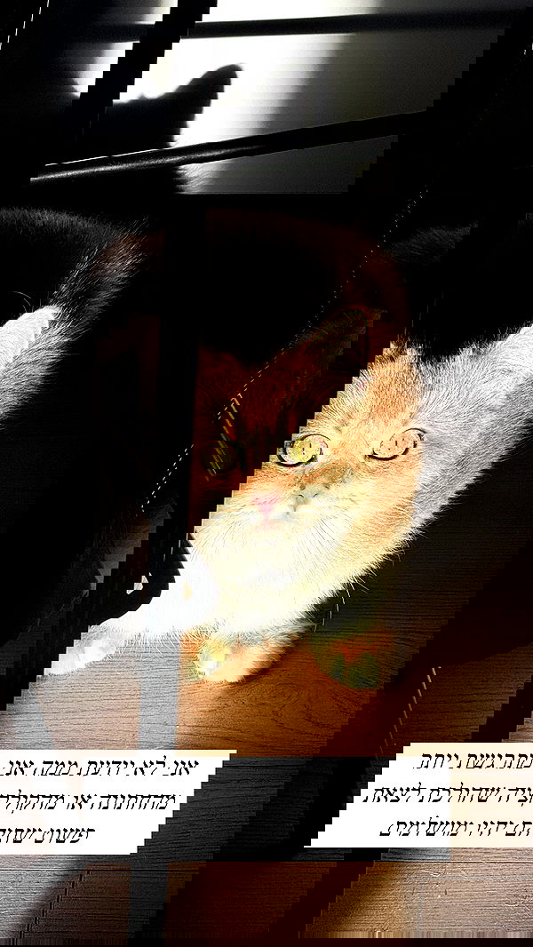 itsilanosh itsilanosh archive image