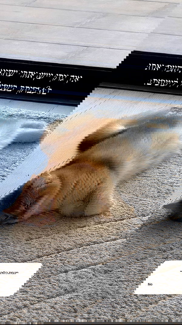 itsilanosh itsilanosh archive image