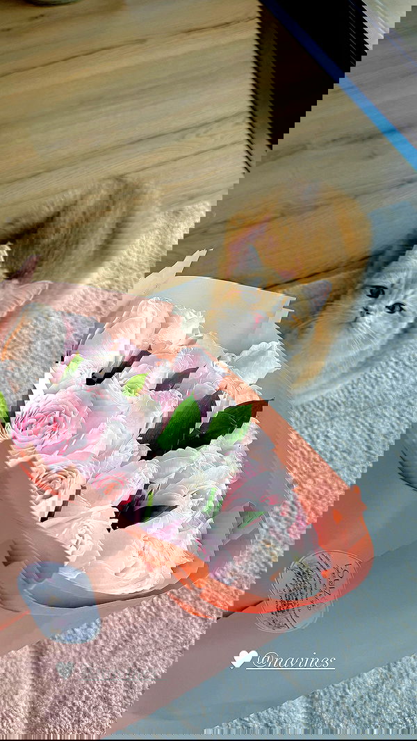 itsilanosh itsilanosh archive image