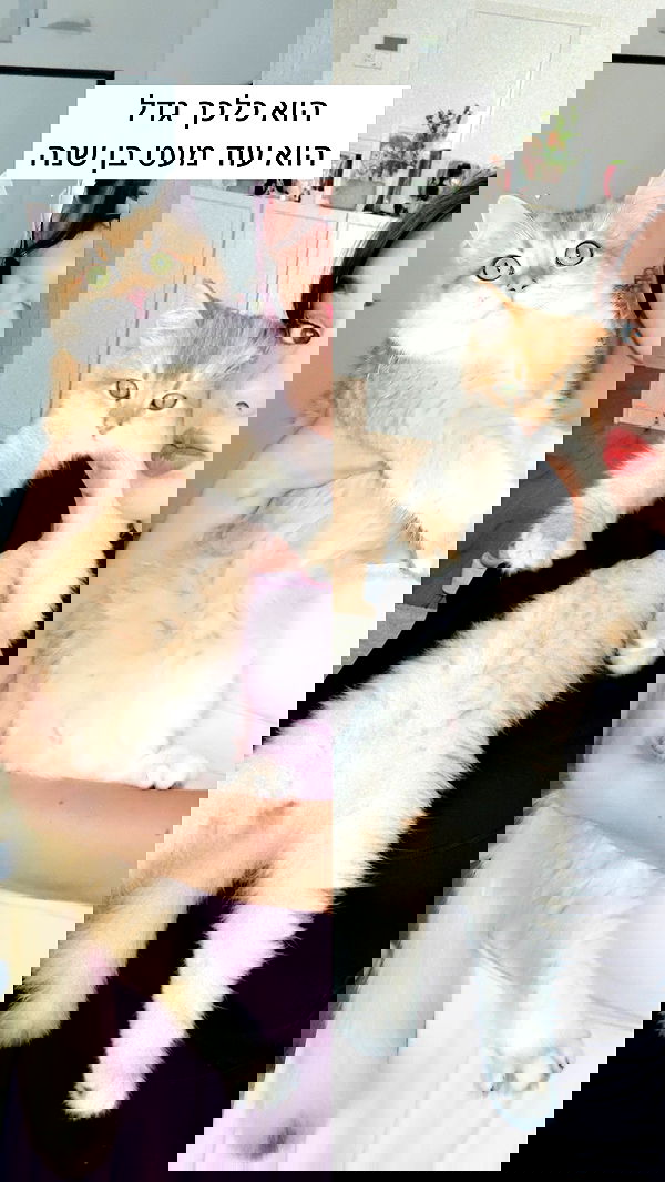 itsilanosh itsilanosh archive image