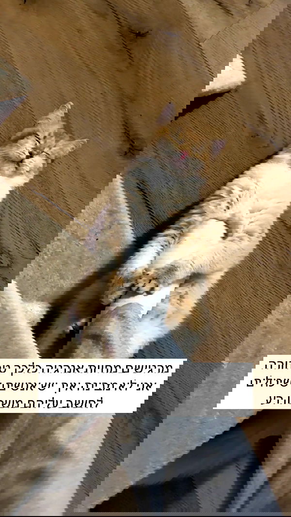 itsilanosh itsilanosh archive image