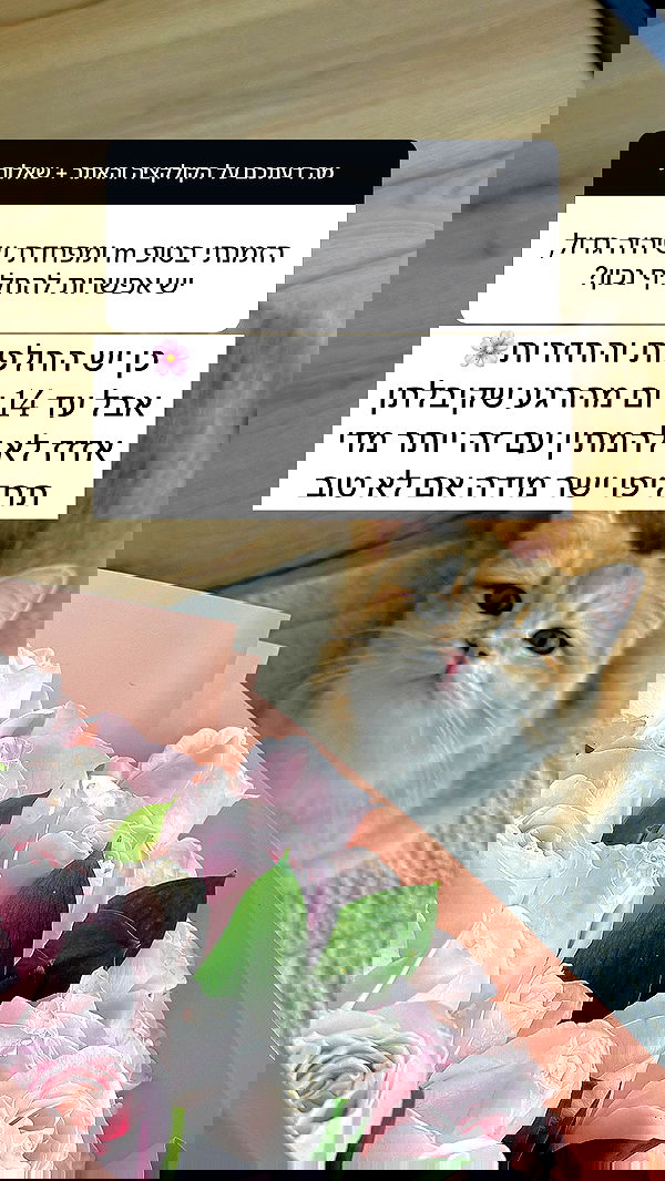 itsilanosh itsilanosh archive image