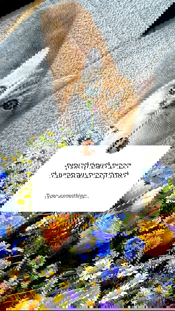 itsilanosh itsilanosh archive image