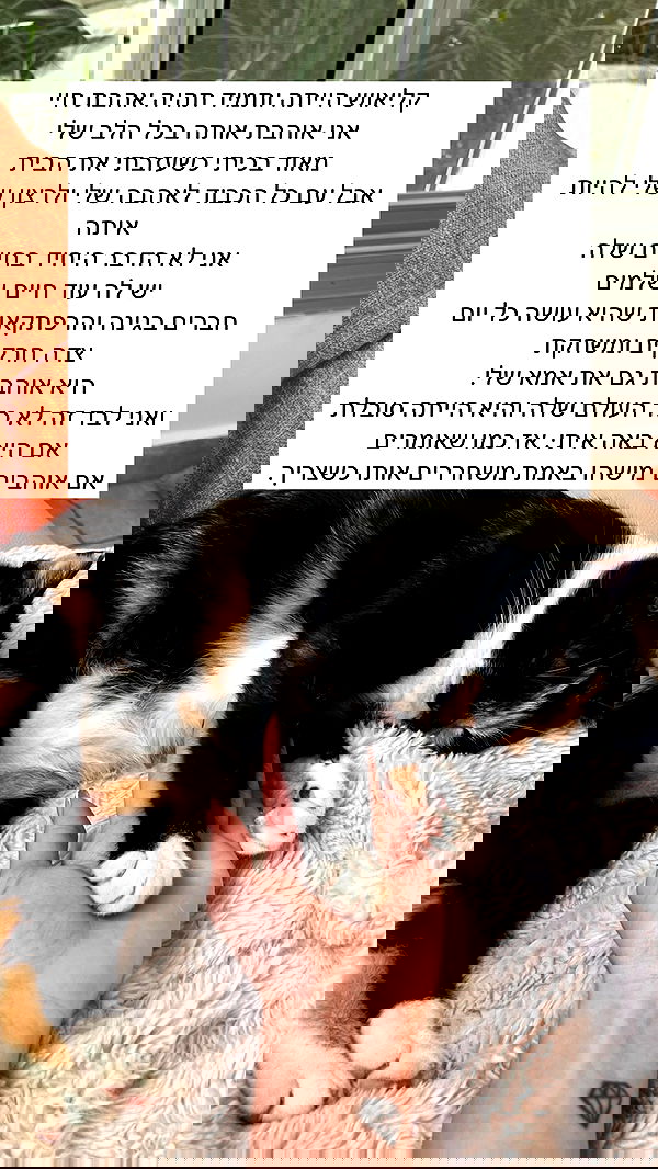 itsilanosh itsilanosh archive image