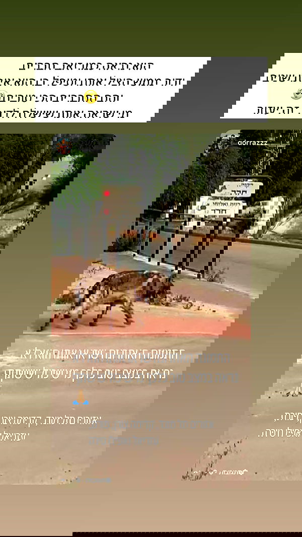 itsilanosh itsilanosh archive image