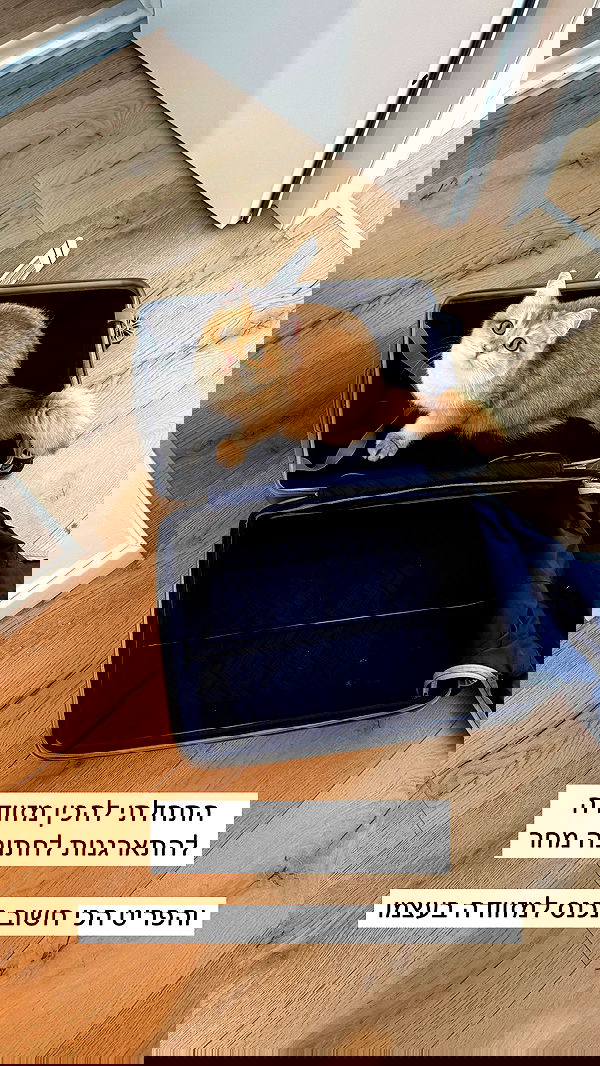 itsilanosh itsilanosh archive image