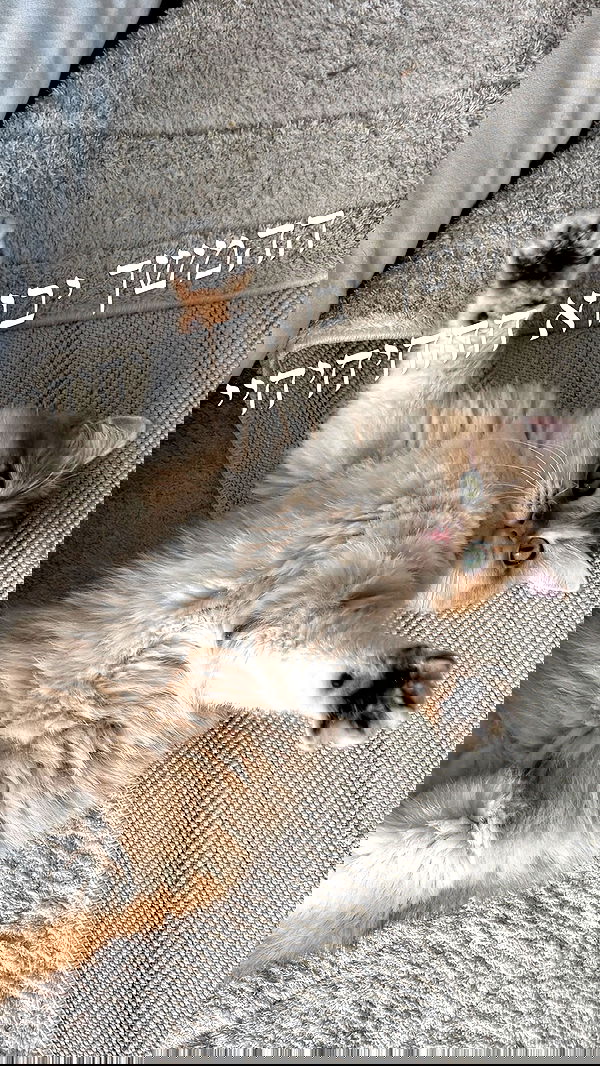 itsilanosh itsilanosh archive image