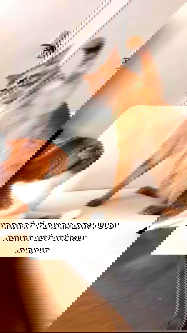 itsilanosh itsilanosh archive image