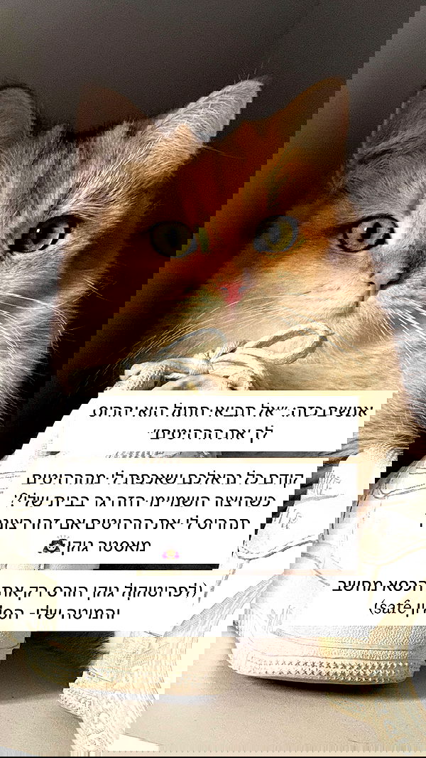 itsilanosh itsilanosh archive image