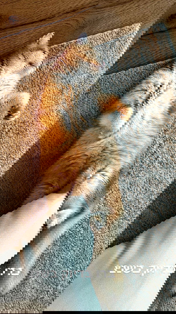 itsilanosh itsilanosh archive image