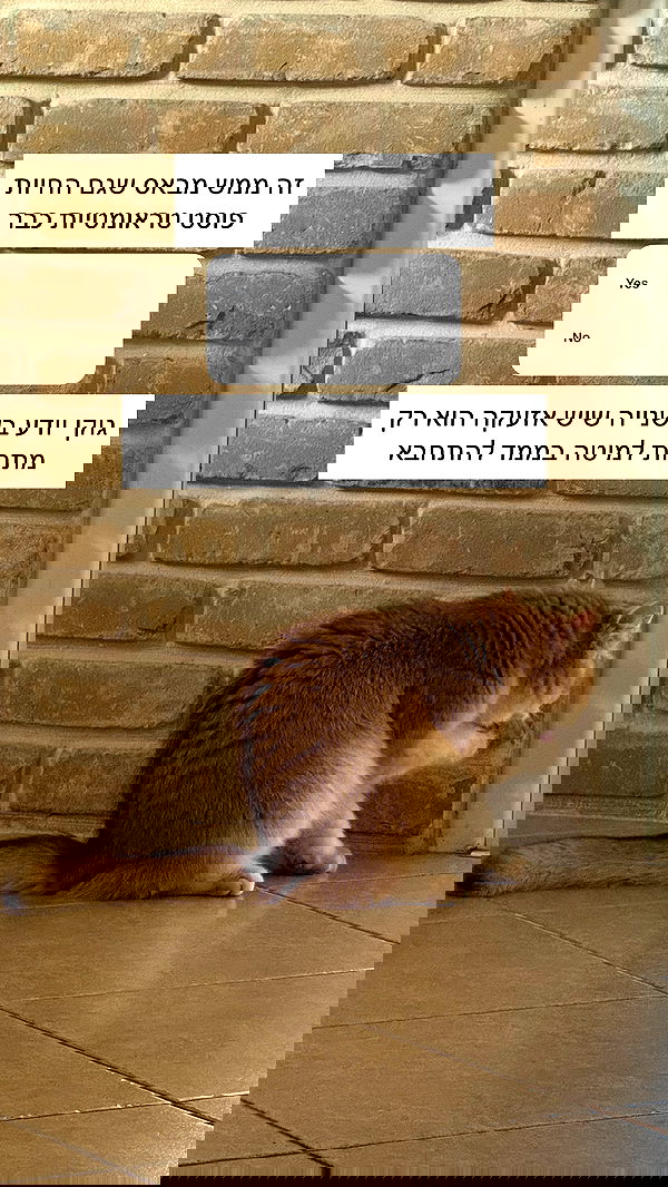 itsilanosh itsilanosh archive image