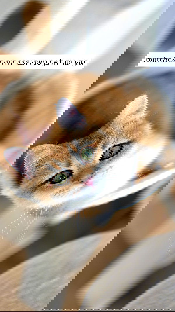 itsilanosh itsilanosh archive image