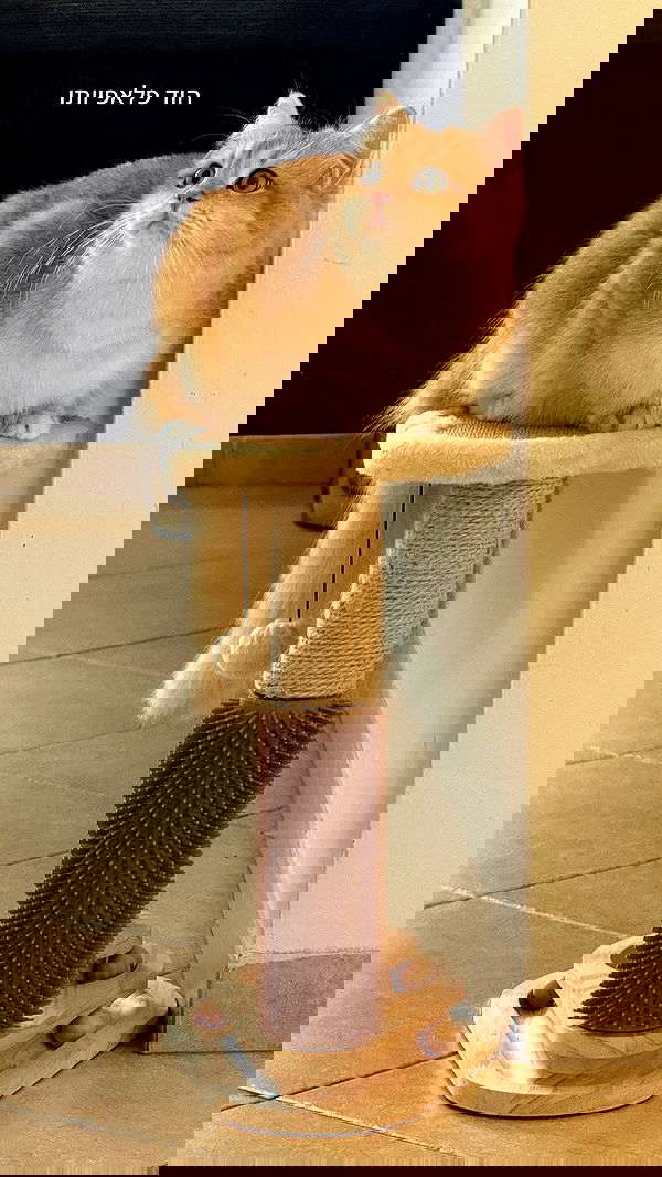 itsilanosh itsilanosh archive image