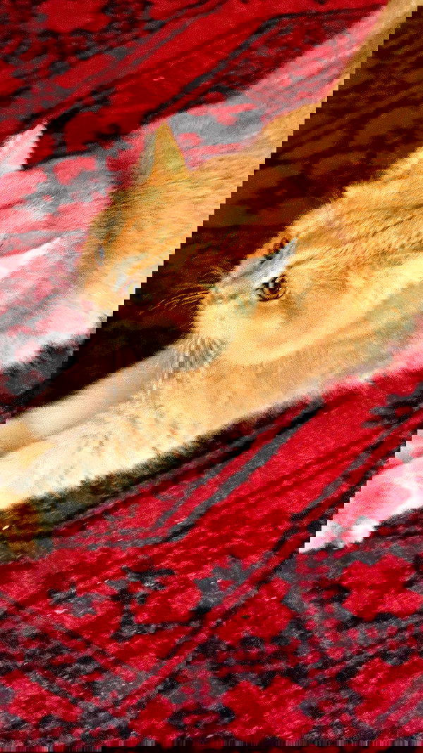 itsilanosh itsilanosh archive image