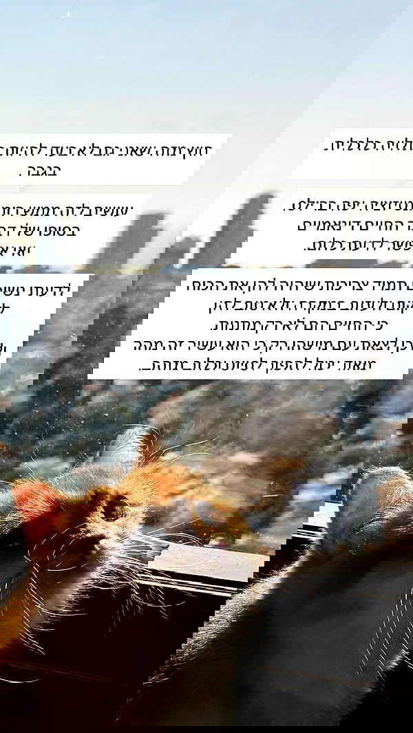 itsilanosh itsilanosh archive image