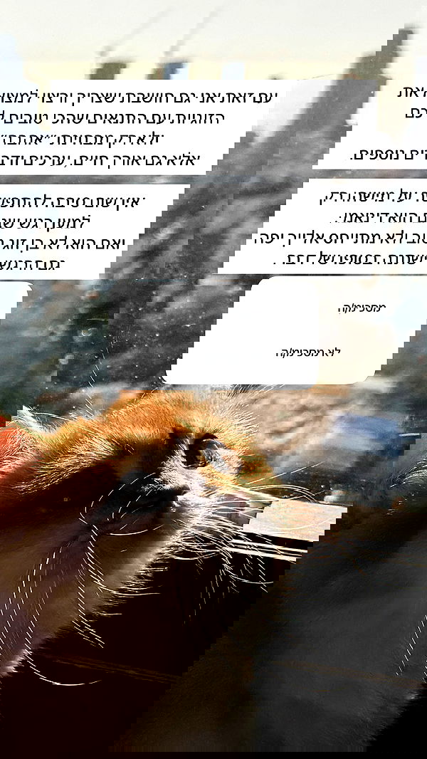 itsilanosh itsilanosh archive image