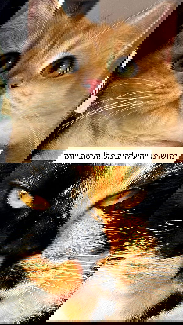 itsilanosh itsilanosh archive image