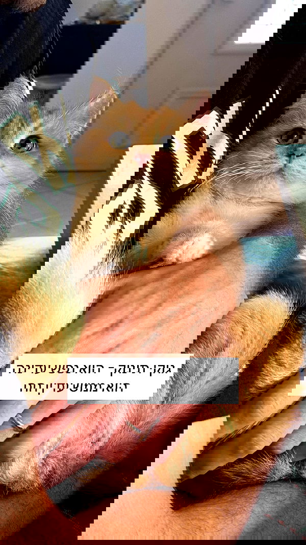 itsilanosh itsilanosh archive image