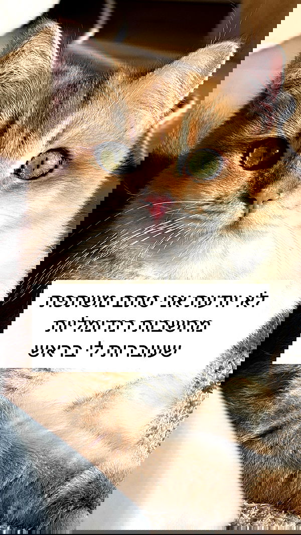 itsilanosh itsilanosh archive image