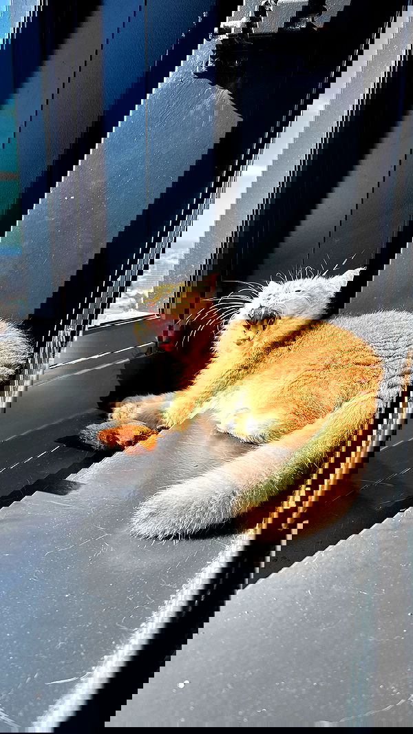 itsilanosh itsilanosh archive image