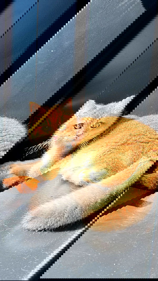 itsilanosh itsilanosh archive image