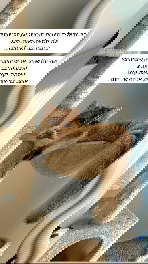 itsilanosh itsilanosh archive image