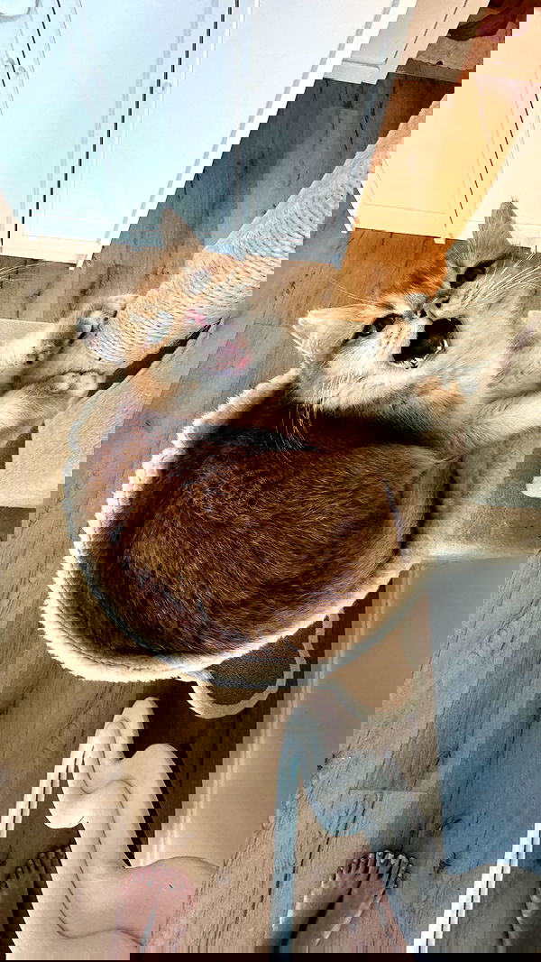 itsilanosh itsilanosh archive image