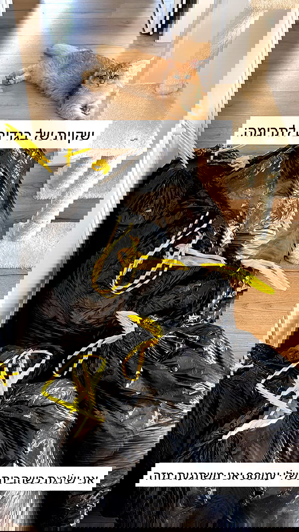 itsilanosh itsilanosh archive image