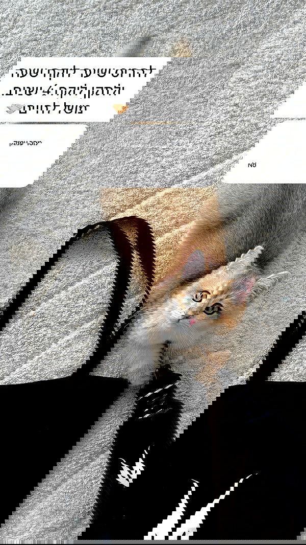 itsilanosh itsilanosh archive image