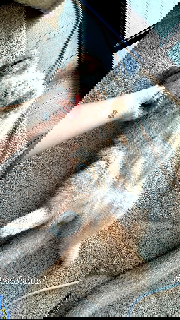 itsilanosh itsilanosh archive image