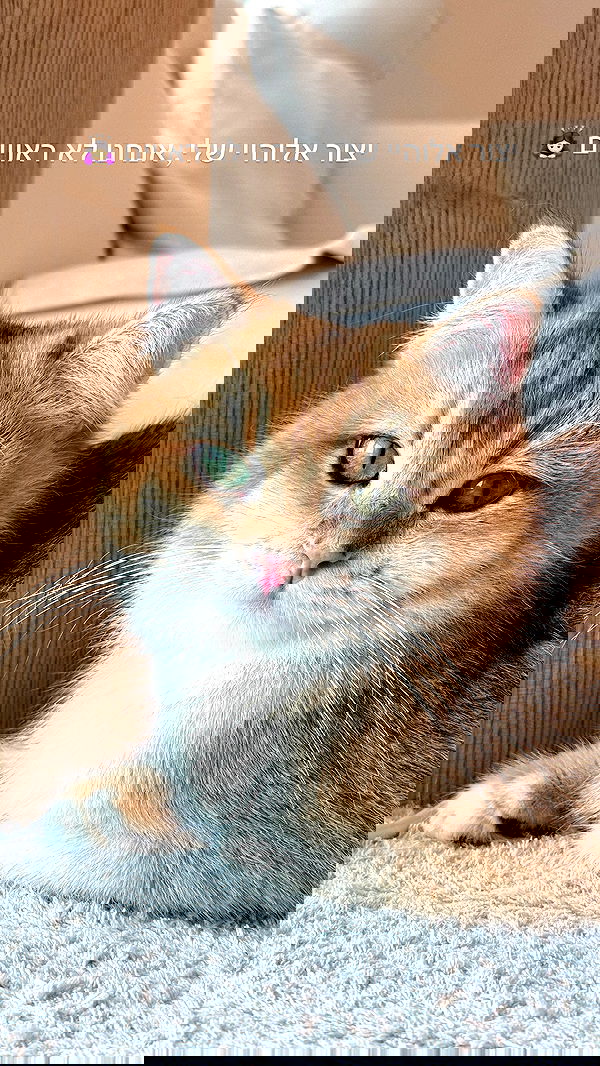 itsilanosh itsilanosh archive image