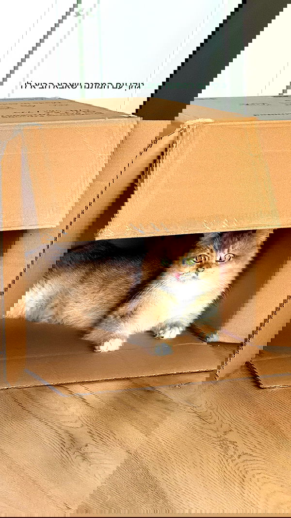 itsilanosh itsilanosh archive image