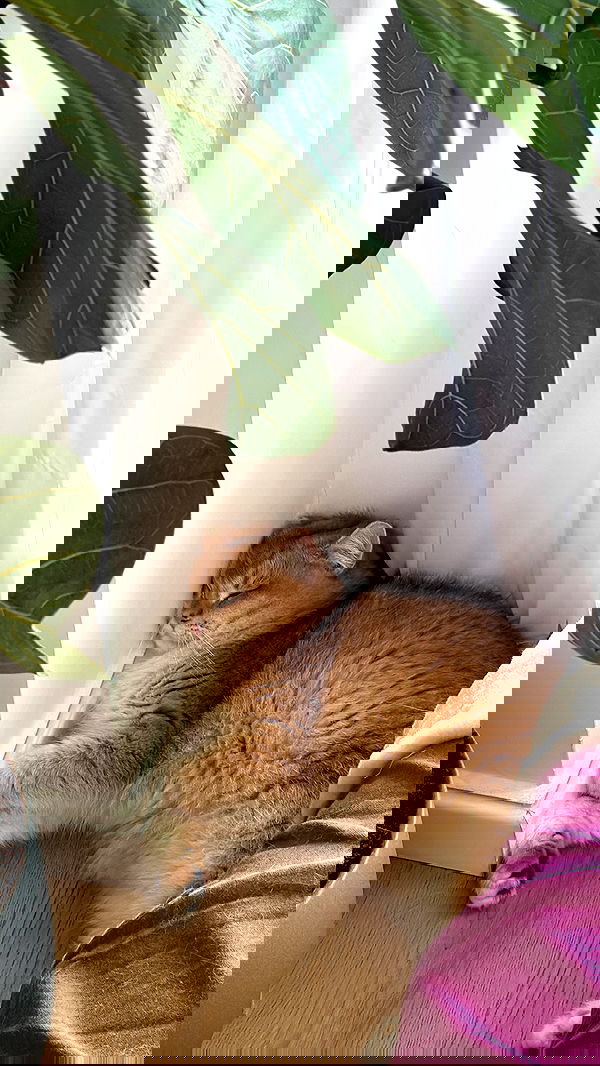 itsilanosh itsilanosh archive image