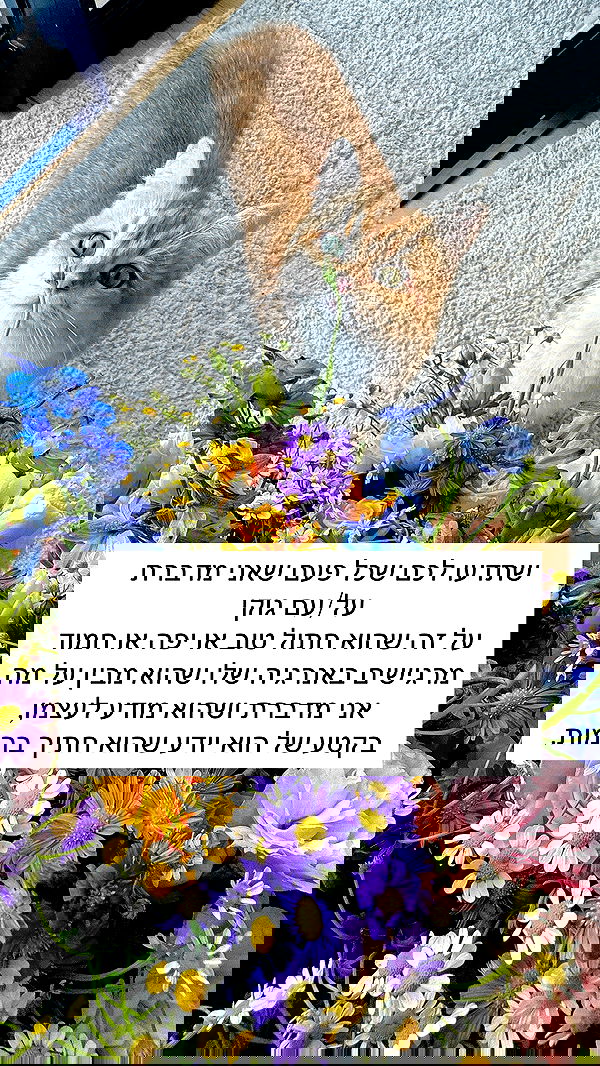 itsilanosh itsilanosh archive image