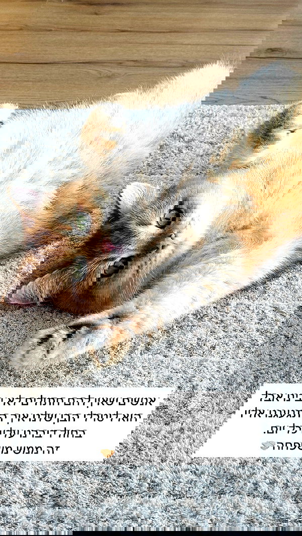 itsilanosh itsilanosh archive image